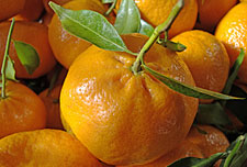 Mandarino Tardivo